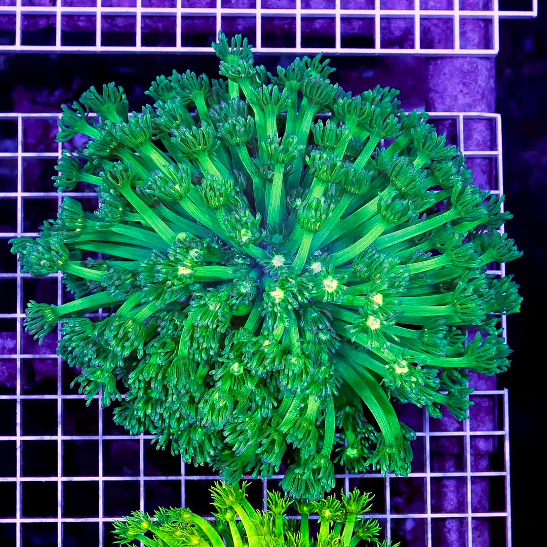 Ultra Neon Aussie Goniopora Mother Colony UNAGMC061005 WYSIWYG