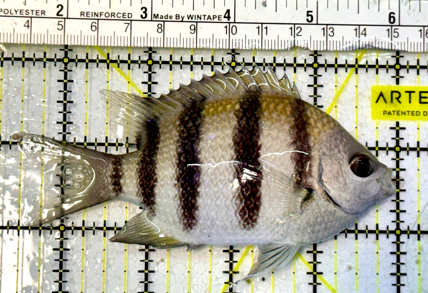 Sergeant Major Damselfish SMD051601 WYSIWYG Size: 4.5”