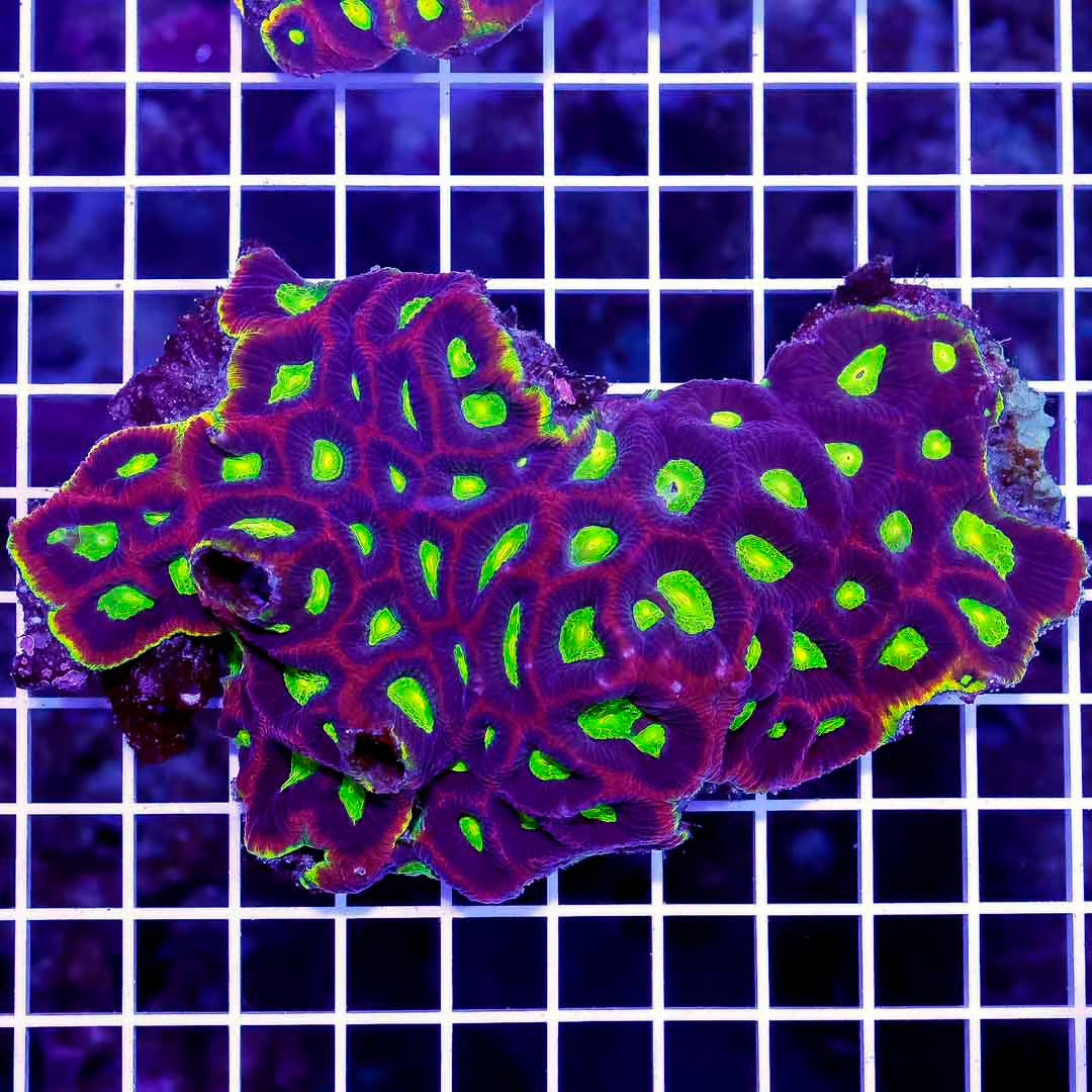 Ultra Aussie Prism Favia Mother Colony UAPFMC061001 WYSIWYG