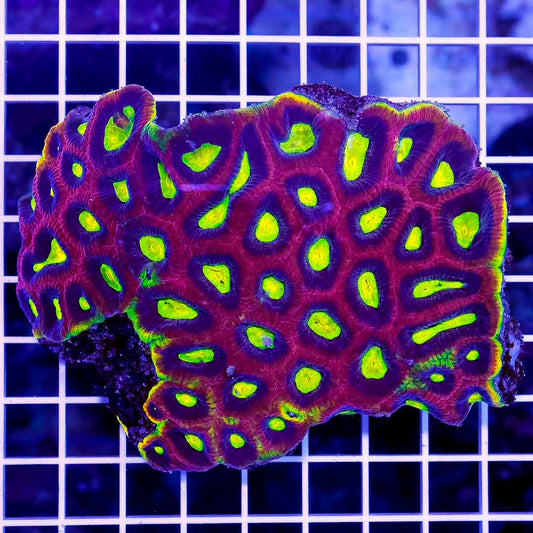 Ultra Aussie Prism Favia Mother Colony UAPFMC061002 WYSIWYG
