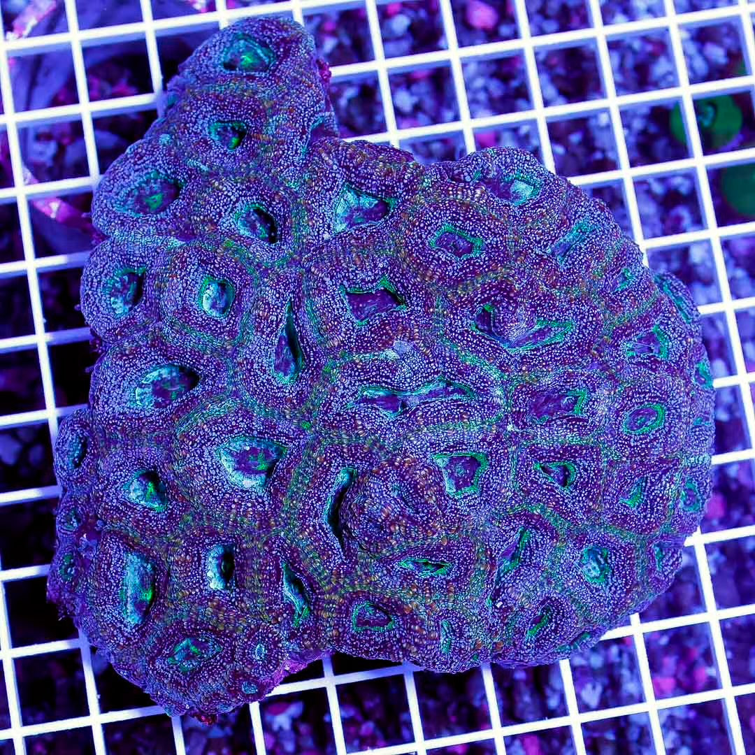 Neon Aussie Acan Bowerbanki Mother Colony NAABMC061001 WYSIWYG