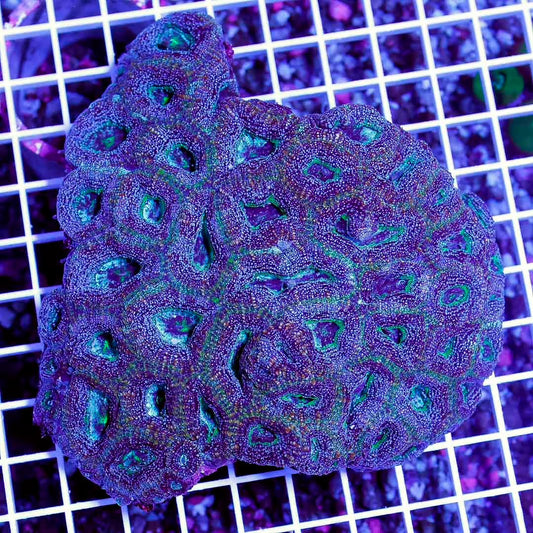 Neon Aussie Acan Bowerbanki Mother Colony NAABMC061001 WYSIWYG
