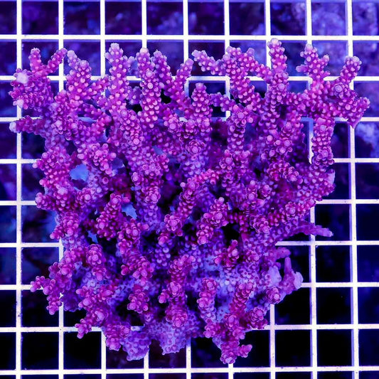 Ultra Hot Aussie Acropora Mother Colony UHAAMC061002 WYSIWYG