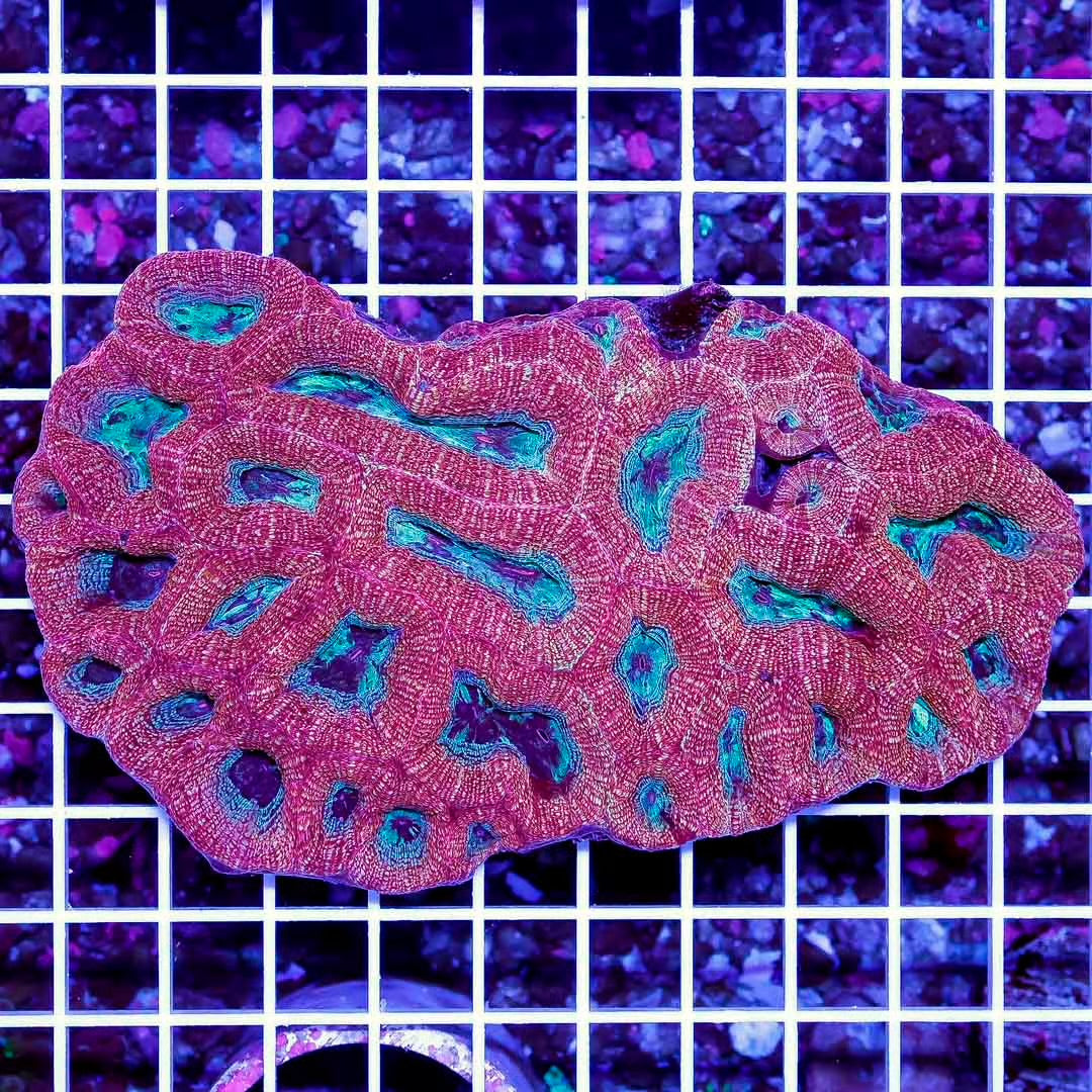 Ultra Aussie Acan Bowerbanki Mother Colony UAABMC061001 WYSIWYG