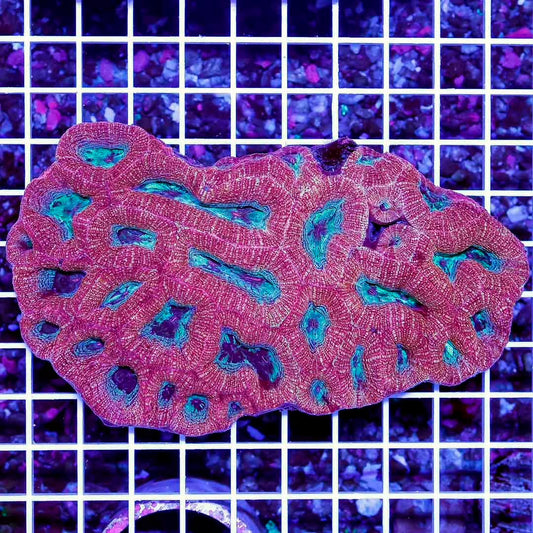 Ultra Aussie Acan Bowerbanki Mother Colony UAABMC061001 WYSIWYG