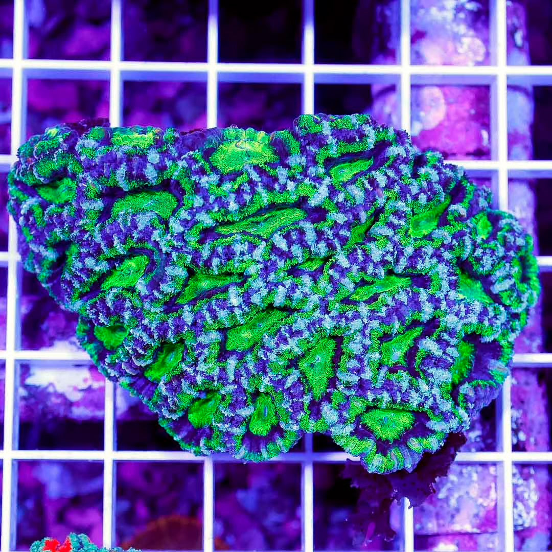 Ultra Neon Aussie Acan Lordhowensis Mother Colony UAALMC061001 WYSIWYG