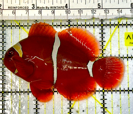 White Stripe Maroon Clownfish WSC051504 WYSIWYG Size: L 3.5”
