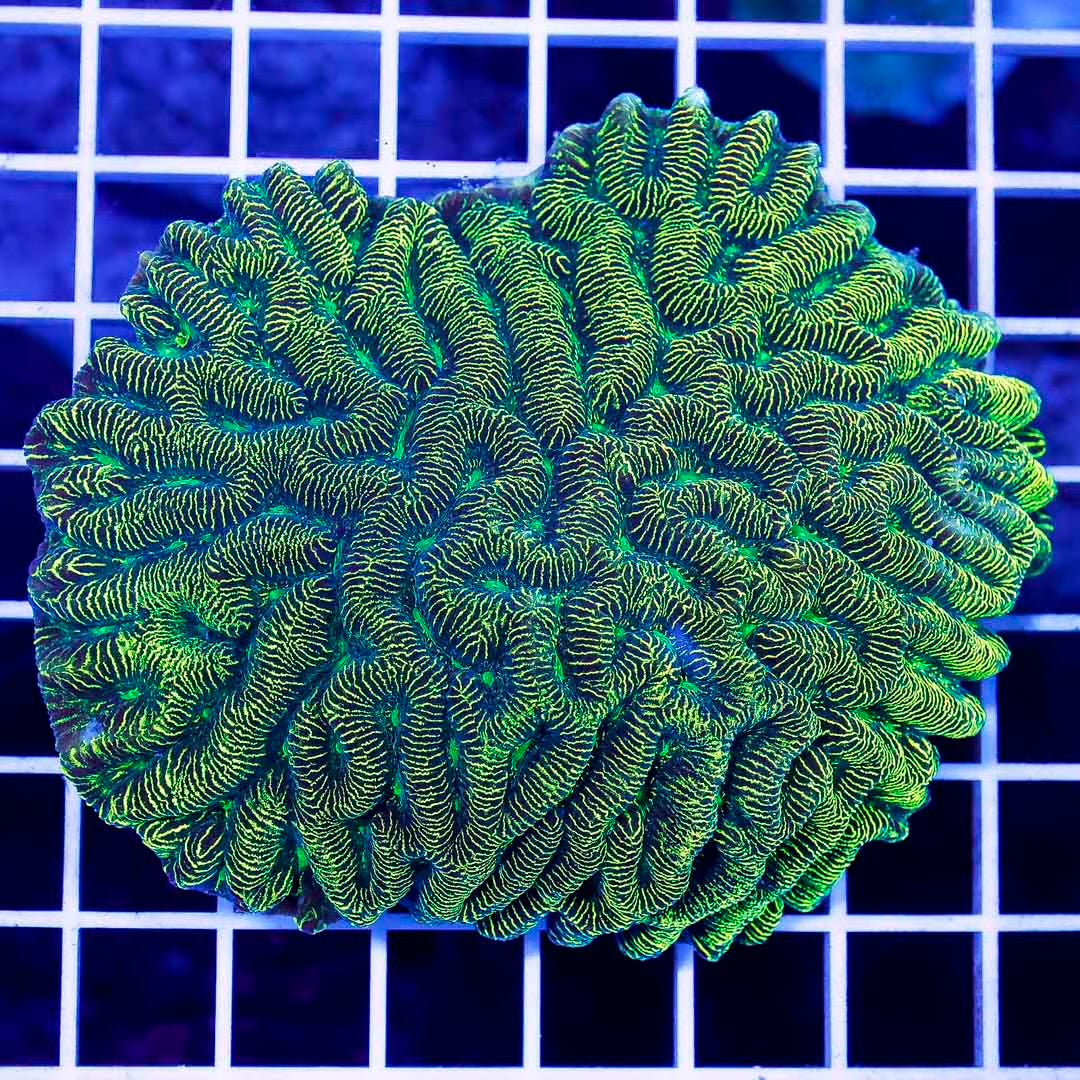 Aussie Neon Platygyra Mother Colony ANPMC061102 WYSIWYG