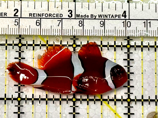 White Stripe Maroon Clownfish WSC051505 WYSIWYG Size: M 2.25”
