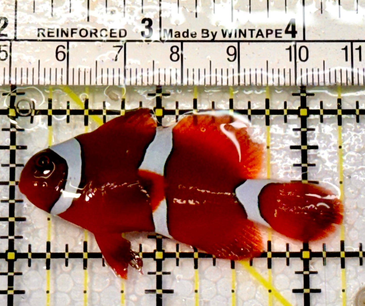 White Stripe Maroon Clownfish WSC051505 WYSIWYG Size: M 2.25”