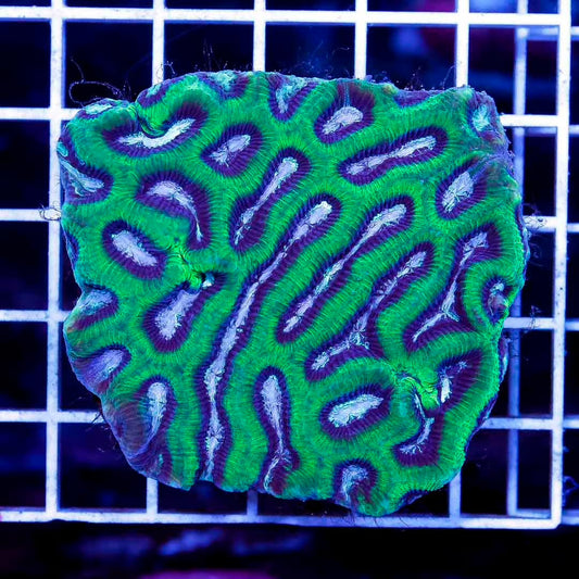 Aussie Neon Platygyra Mother Colony ANPMC061104 WYSIWYG