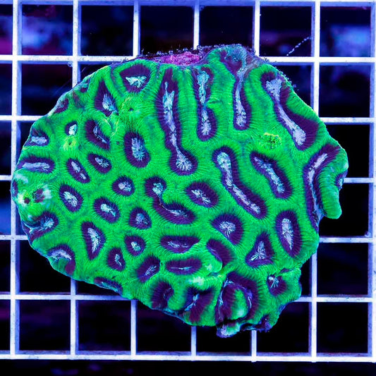 Aussie Neon Platygyra Mother Colony ANPMC061105 WYSIWYG