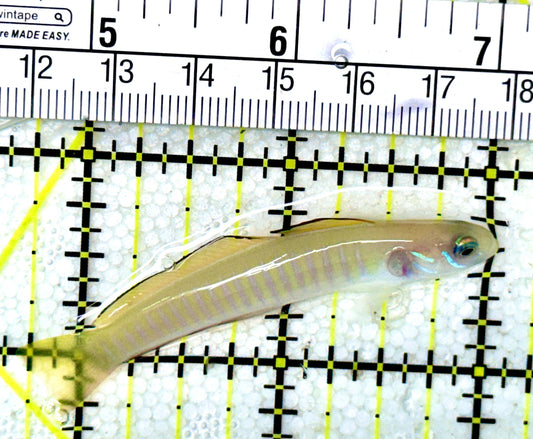 Zebra Barred Dartfish ZBD032301 WYSIWYG Size: 2.25"