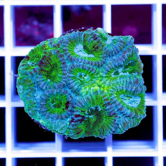 Aussie Ultra Favia Frag Mother Colony AUFFMC061101 WYSIWYG