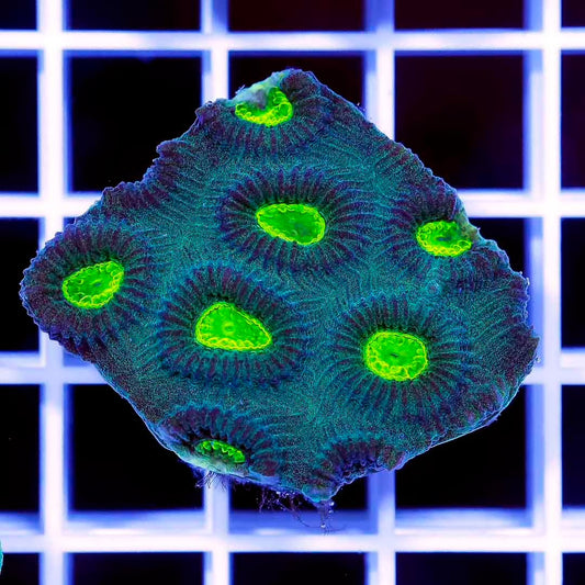 Aussie Neon Favia Frag Mother Colony ANFFMC061101 WYSIWYG