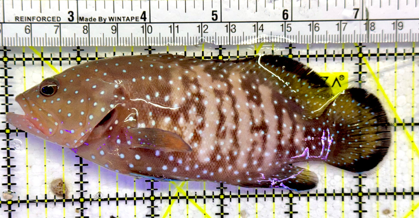 Chocolate Boenak Grouper CBG051501 WYSIWYG Size: XL 5.5”