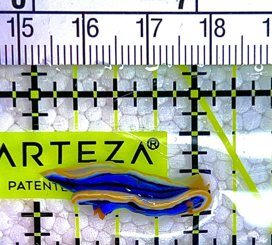 Chromodis Lubocki Nudibranch CLN122501 WYSIWYG Size: S 1" approx