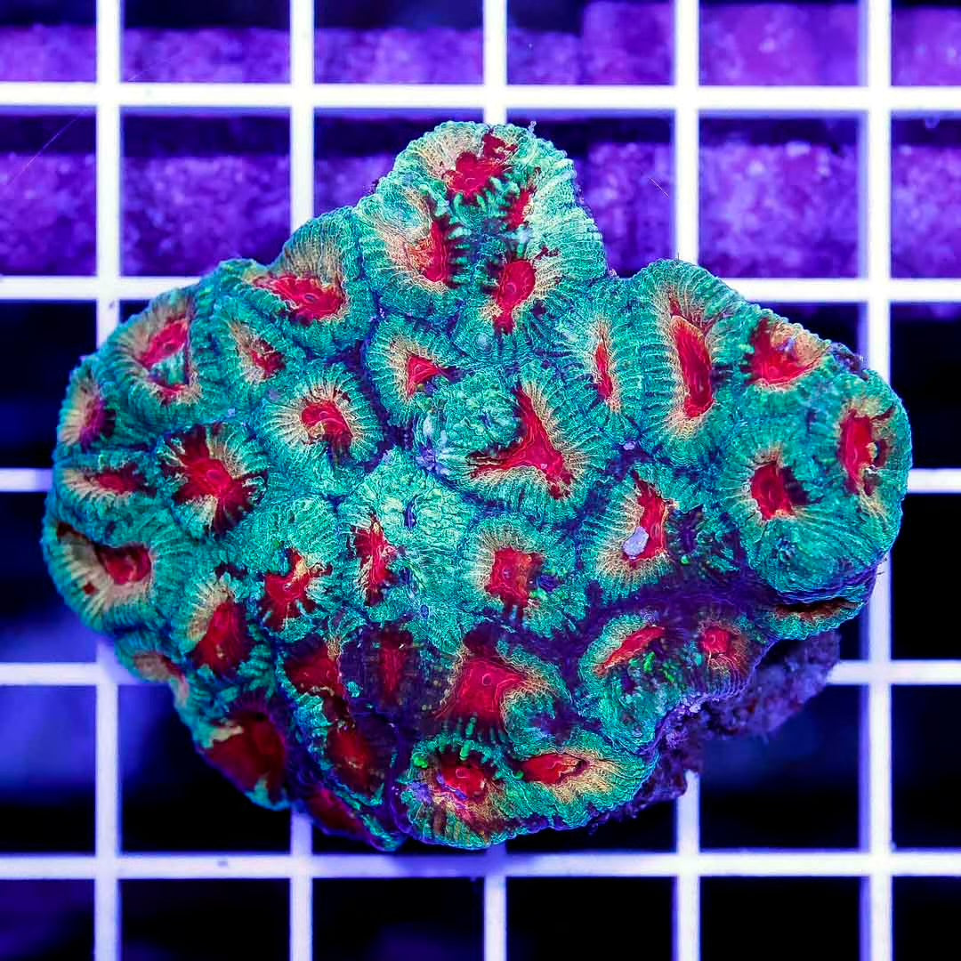 Aussie Ultra Favia Mother Colony AUFMC061101 WYSIWYG