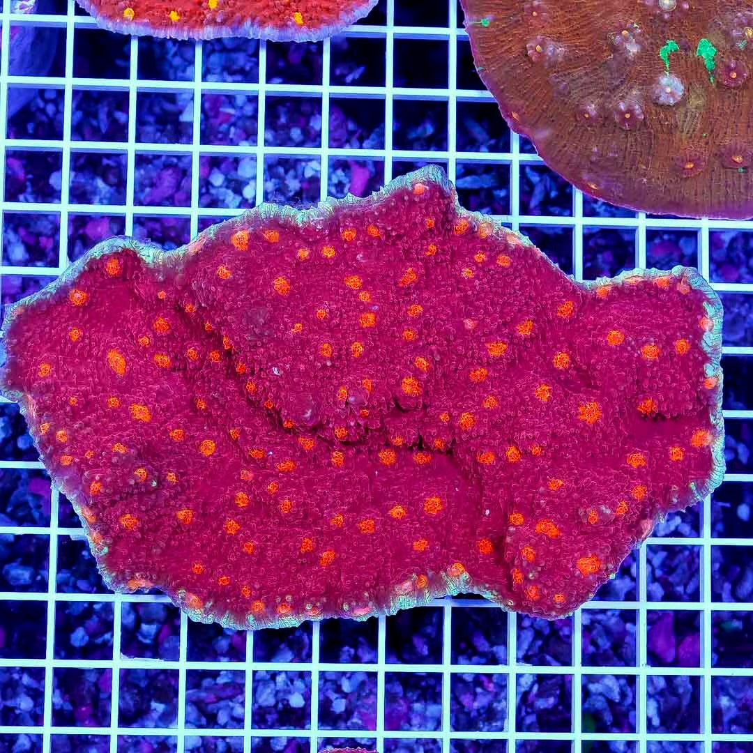 Aussie Ultra Echinophyllia Mother Colony AUEMC061101 WYSIWYG