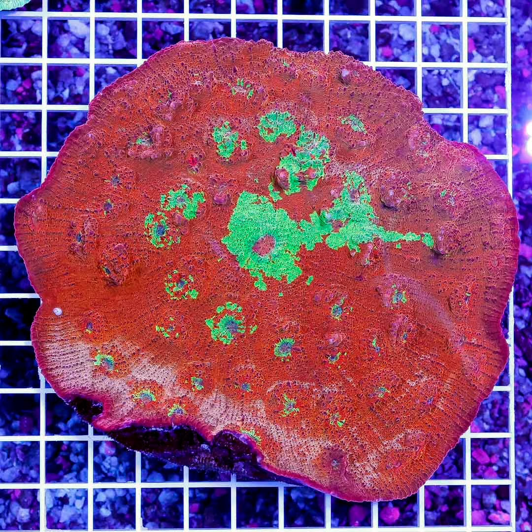 Aussie Ultra Echinophyllia Mother Colony AUEMC061102 WYSIWYG