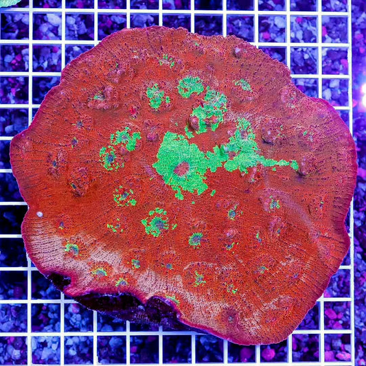 Aussie Ultra Echinophyllia Mother Colony AUEMC061102 WYSIWYG