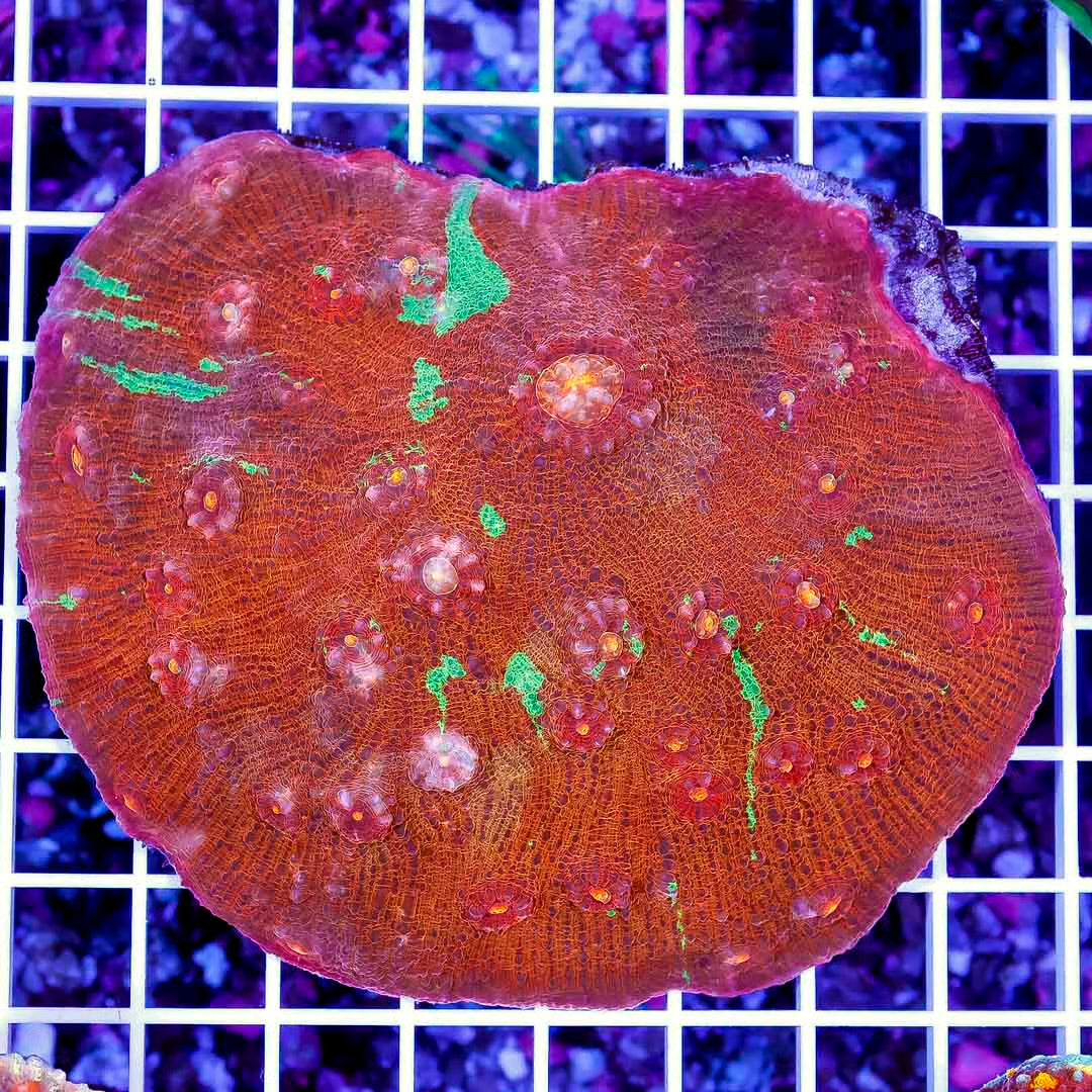 Aussie Ultra Echinophyllia Mother Colony AUEMC061103 WYSIWYG