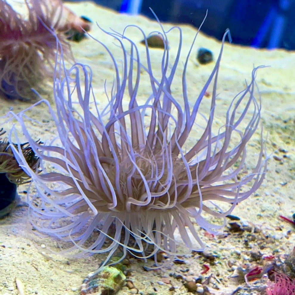 Amethyst Purple Tube Anemone Size: XXL/SHOW 8" and Above