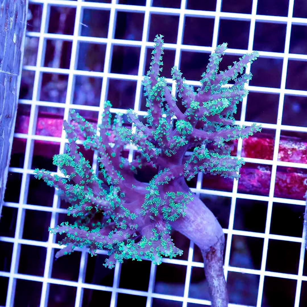 Aussie Neon Green Polyp Sinularia Mother Colony ANGPSMC061103 WYSIWYG