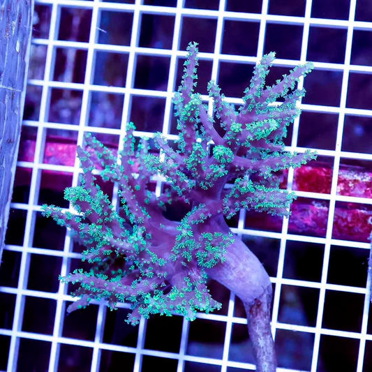 Aussie Neon Green Polyp Sinularia Mother Colony ANGPSMC061103 WYSIWYG