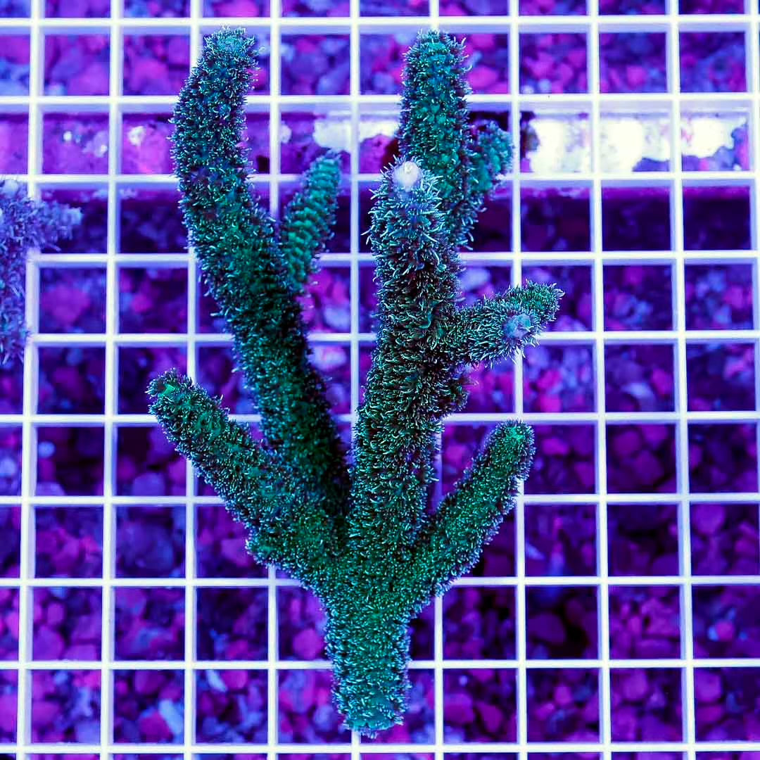Ultra Neon West Aussie Abrolhosensis Acropora Mother Colony UNWAAAMC061001 WYSIWYG