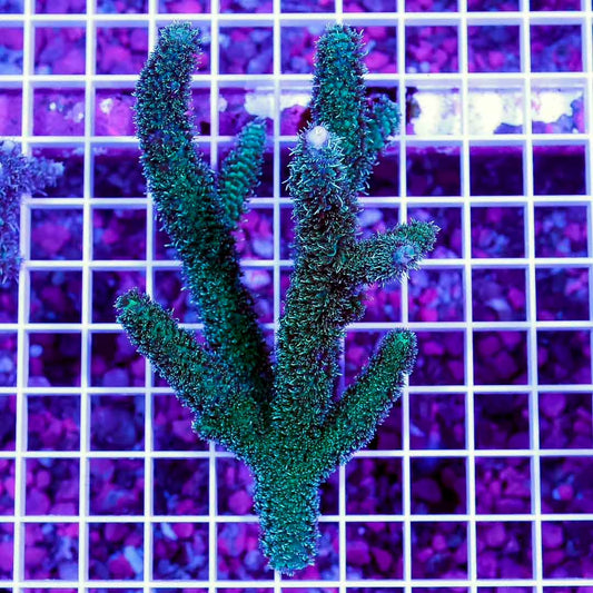 Ultra Neon West Aussie Abrolhosensis Acropora Mother Colony UNWAAAMC061001 WYSIWYG