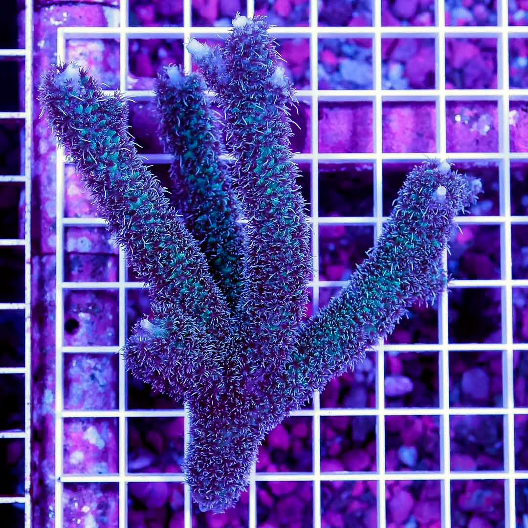 Neon West Aussie Abrolhosensis Acropora Mother Colony NWAAAMC061002 WYSIWYG