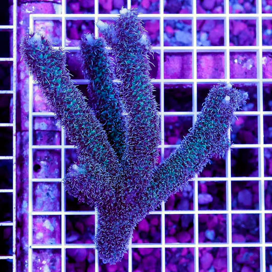 Neon West Aussie Abrolhosensis Acropora Mother Colony NWAAAMC061002 WYSIWYG