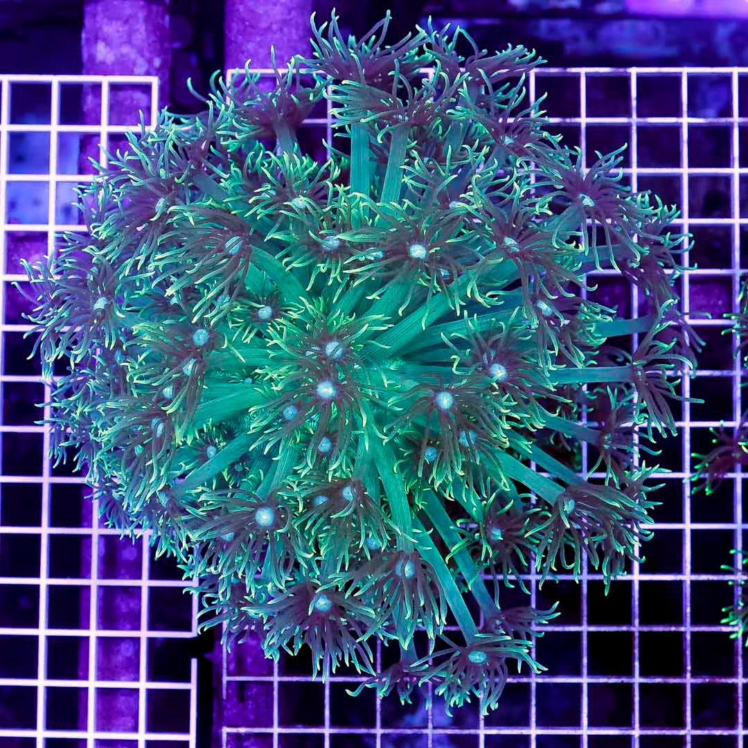 Ultra Neon Aussie Goniopora Mother Colony UNAGMC061001 WYSIWYG