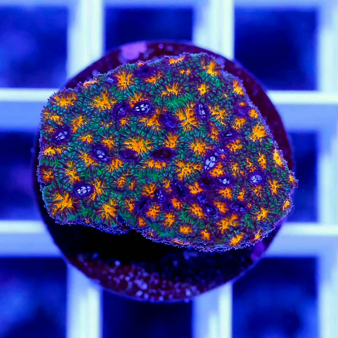 Aussie Ultra Lepthastrea Frag Mother Colony AULFMC061001 WYSIWYG