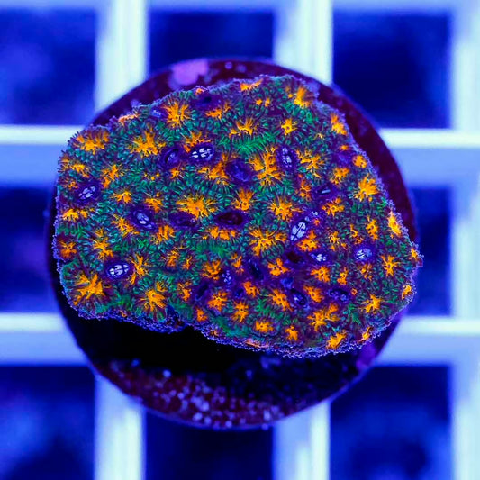 Aussie Ultra Lepthastrea Frag Mother Colony AULFMC061001 WYSIWYG