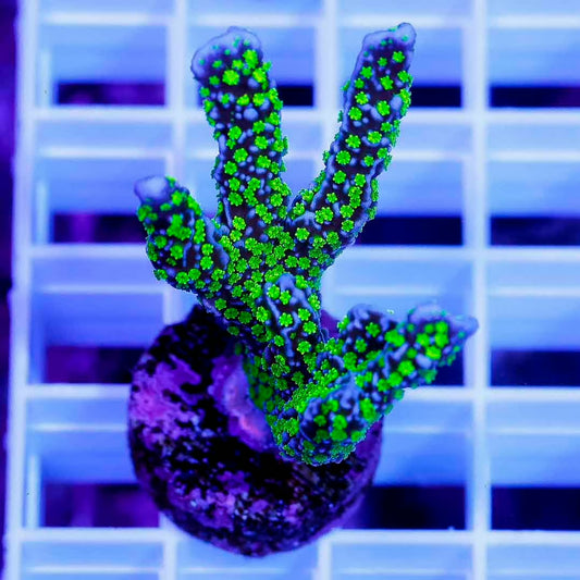 Indo Gambino Montipora Frag Mother Colony IGMFMC061001 WYSIWYG