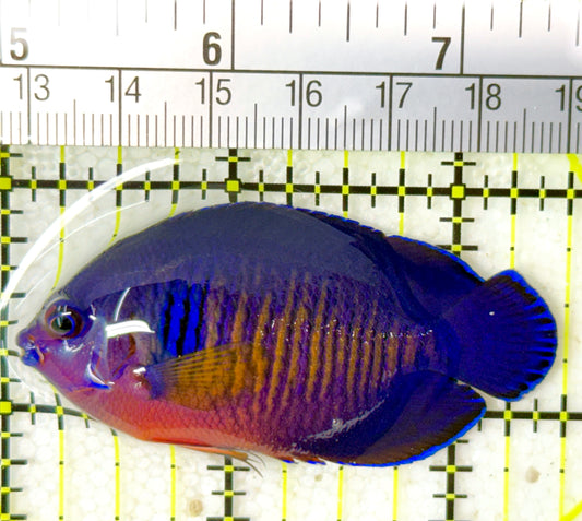 Coral Beauty Angelfish CBA032301 WYSIWYG Size: ML 2.5" approx