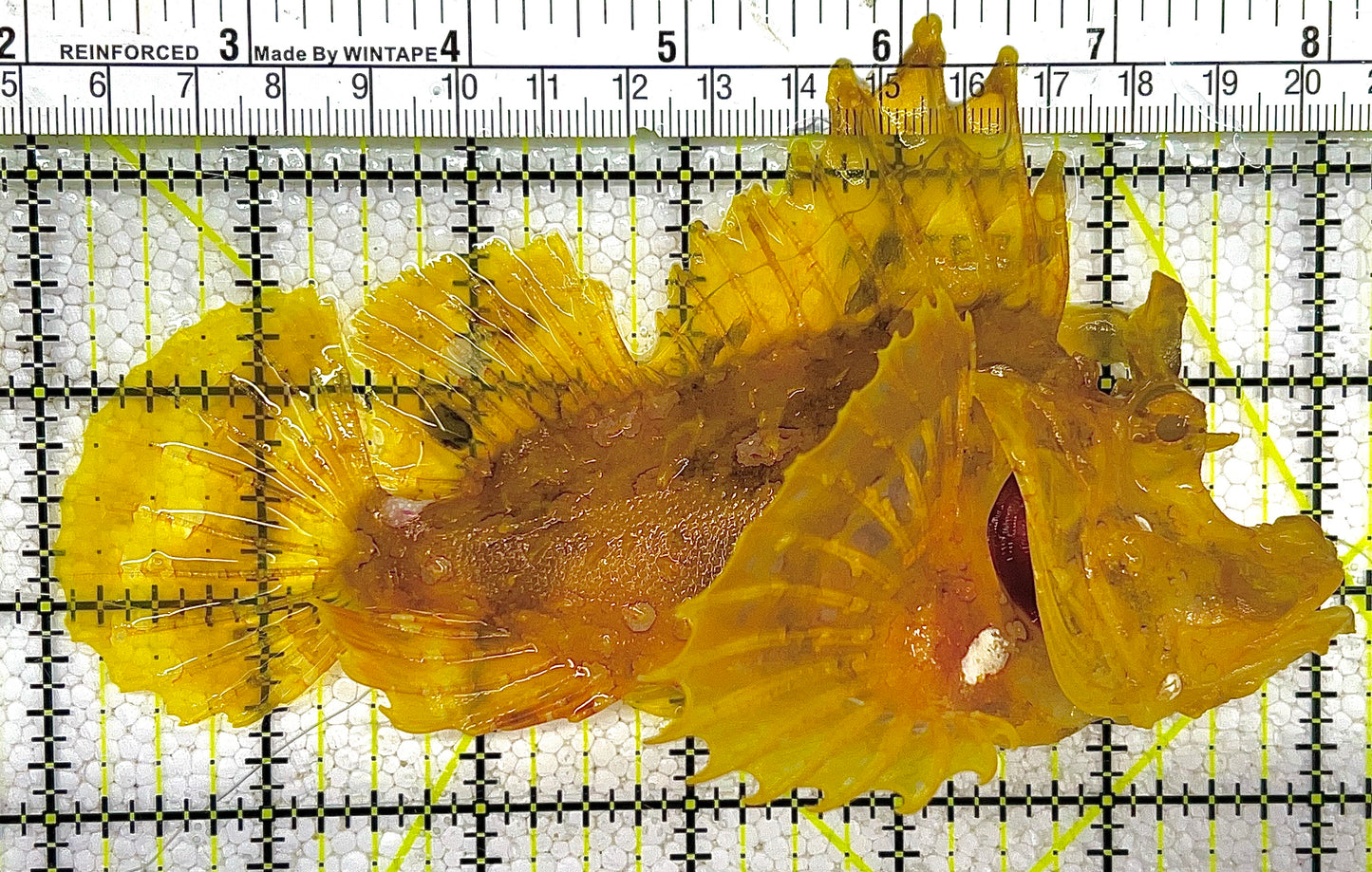 Golden Weedy Rhinopias Fish GWRF122803 WYSIWYG Size: L 6" approx