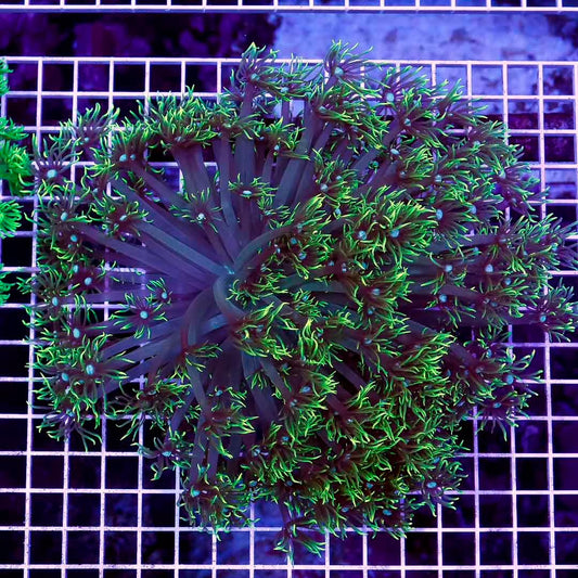 Ultra Neon Aussie Goniopora Mother Colony UNAGMC061002 WYSIWYG