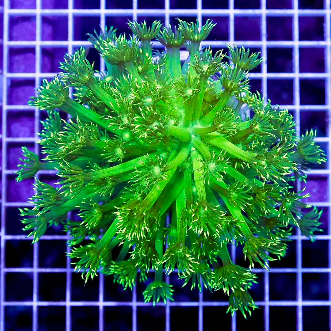 Ultra Neon Aussie Goniopora Mother Colony UNAGMC061003 WYSIWYG