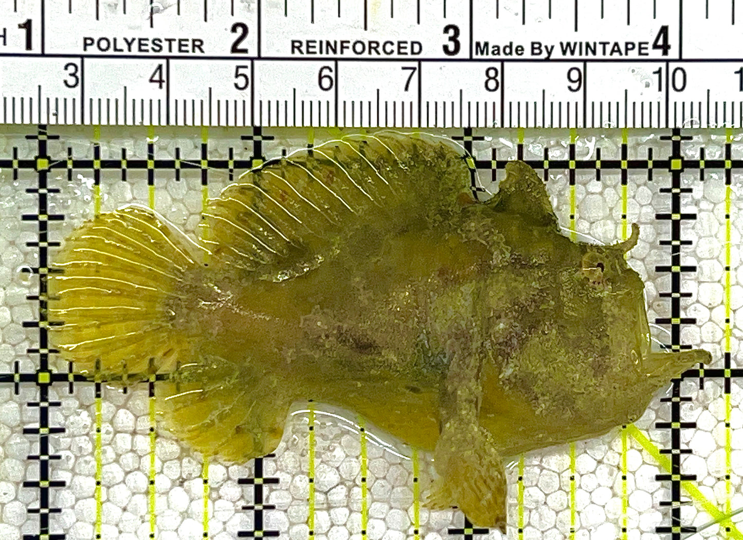 Green Angler: M 2" to 3"