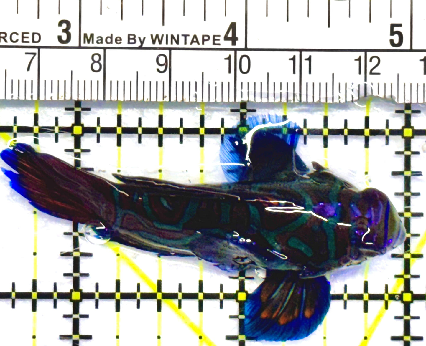 Green Mandarin Dragonet GMD052702 WYSIWYG Size: L 2.5"