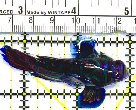 Green Mandarin Dragonet GMD052702 WYSIWYG Size: L 2.5"