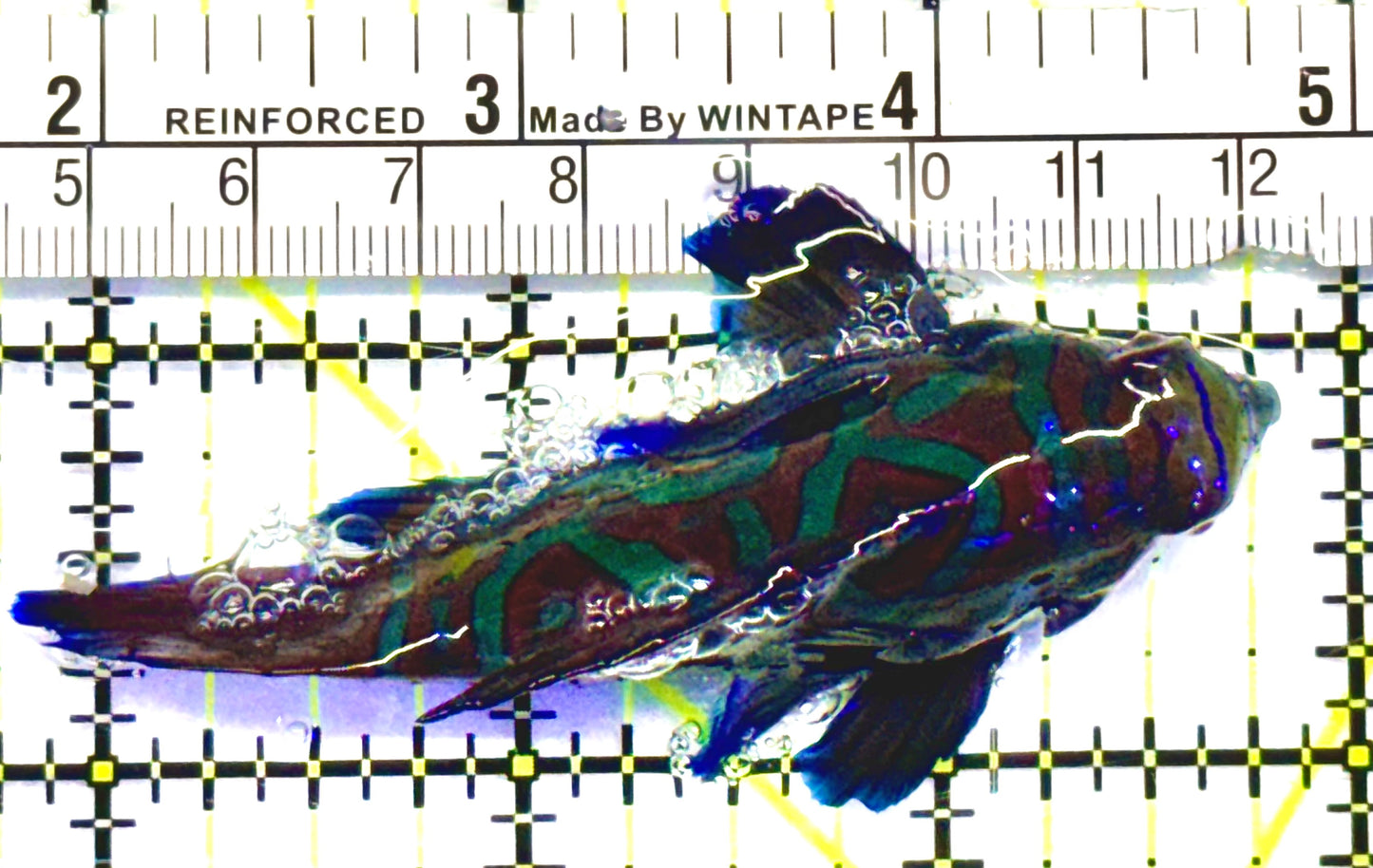 Green Mandarin Dragonet GMD052705 WYSIWYG Size: XL 3"