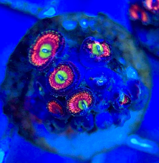 Zoas/Paly ZP061401 WYSIWYG