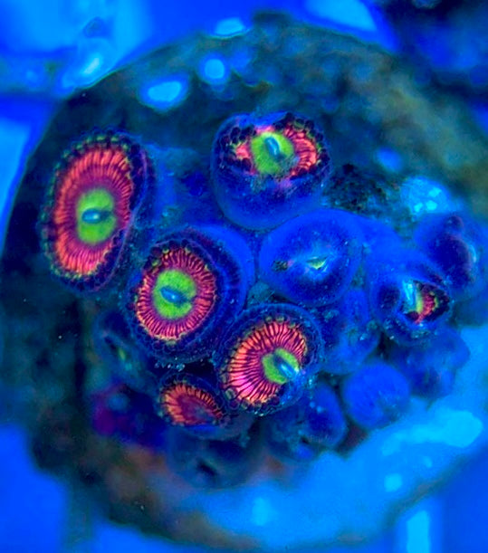 Zoas/Paly ZP061401 WYSIWYG