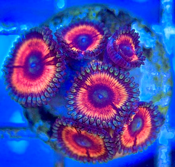 Indo Multicolor Zoa Size: M 0.75" to 1"