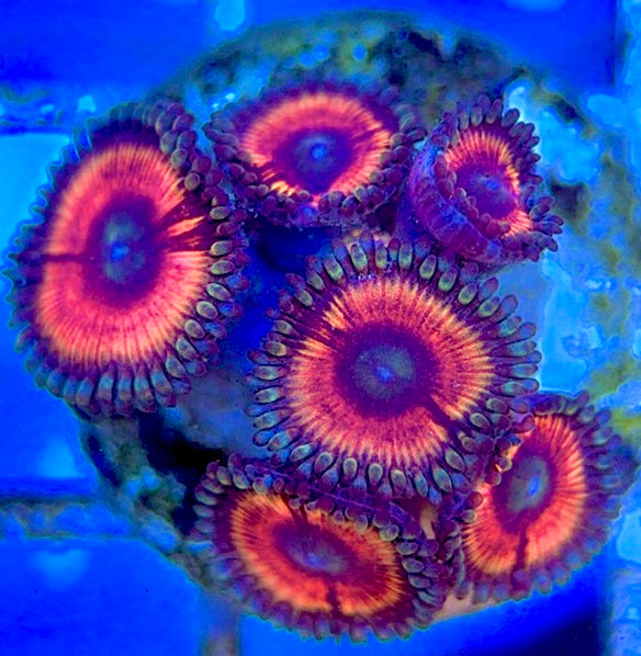 Zoas/Paly ZP061402 WYSIWYG