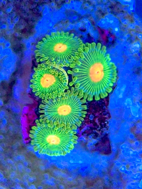 Zoas/Paly ZP061403 WYSIWYG
